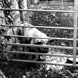black and white pograph of pig behind metal gate