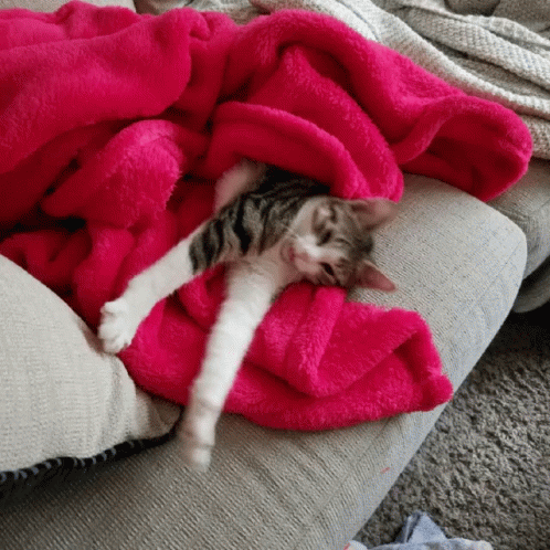 a baby kitten lies on top of some soft towels on a couch