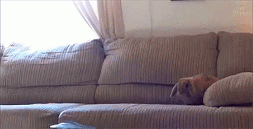 a large couch with pillows that have their dog on it