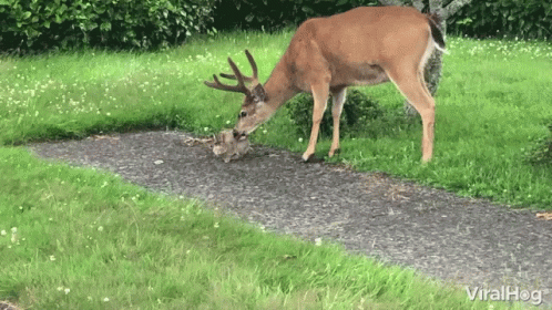 a deer bending down to graze on grass
