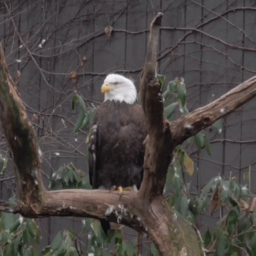 a bald eagle perched on a nch by some leaves