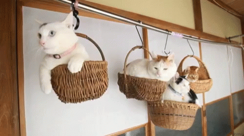 two cats sitting in baskets hanging on the wall