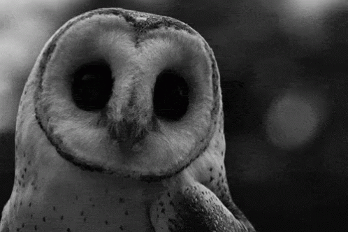 a black and white po of an owl with large eyes