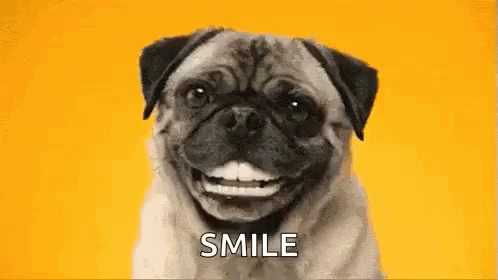 a smiling black pug dog with a smile
