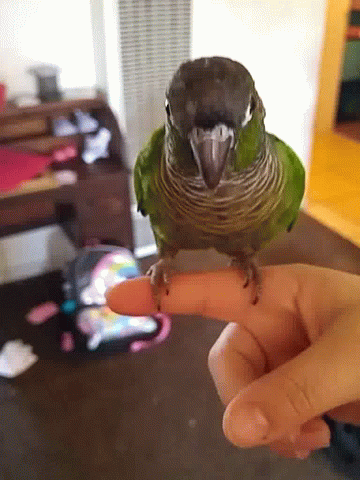 a bird is sitting on the hand of someone