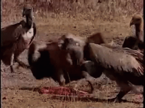 vultures sitting and standing around a dead animal