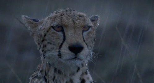 a cheetah staring into the camera in the rain