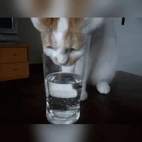 a cat drinking out of a tall glass