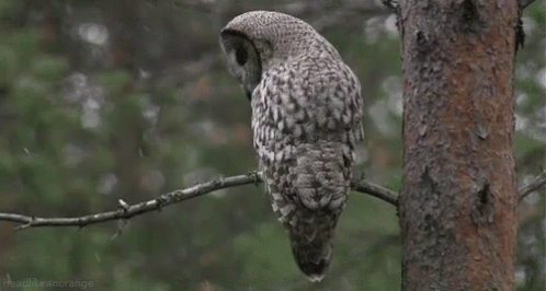 an owl sitting on a nch near a tree