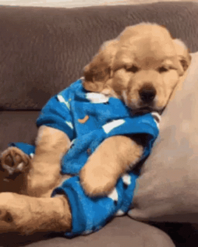 a baby blue puppy is in a sweater and shoes on a couch