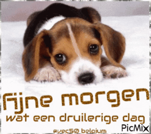 blue and white puppy on the snow with a poster on it saying fine morgen