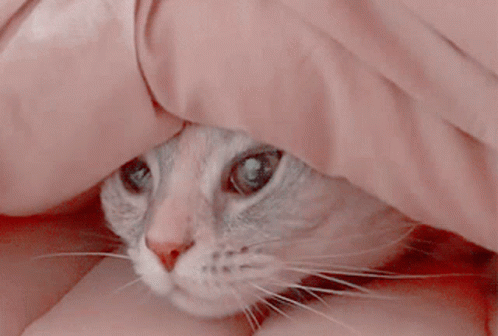 a cat peeks out from under a bed spread