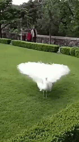 a bird that is standing in the grass