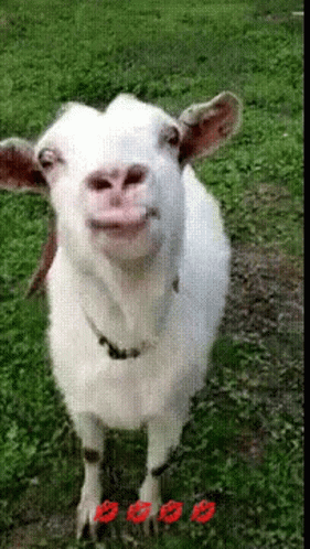a small white sheep with a smile in it's mouth
