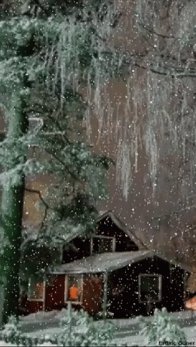 the rain is falling on a large tree next to a house