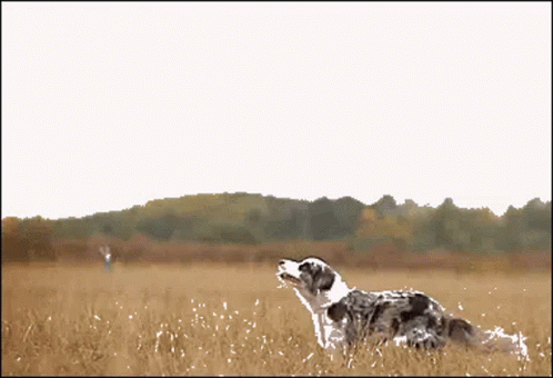 a dog standing in the tall grass on a field