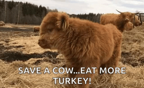 two cows stand in the snow with words saying save a cow eat more turkey