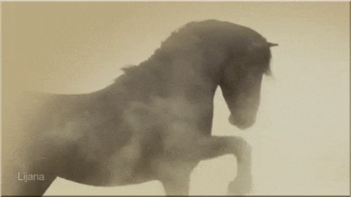 a horse's body is seen in the mist