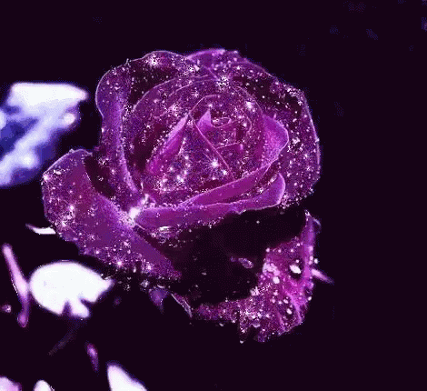 a purple rose with some water droplets on it
