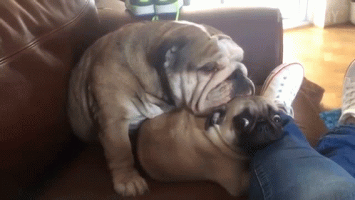 the bulldog is licking the owner's leg on a couch