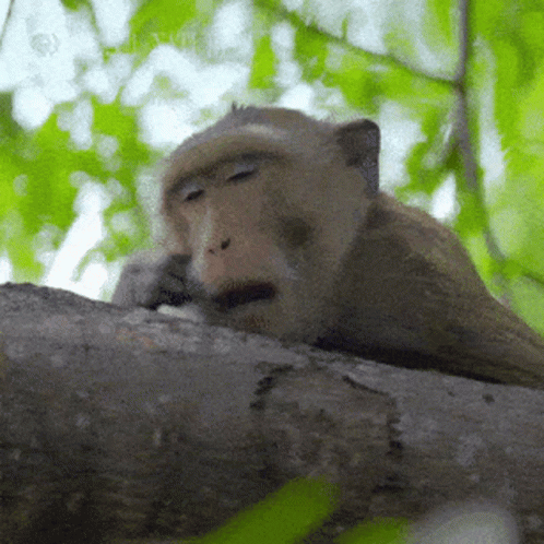 a monkey that is laying down on a tree nch