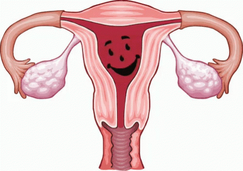 an image of the  with its tummy and bladder