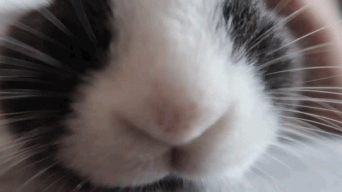 a black and white cat with its face turned backwards