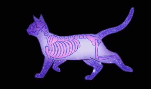 a cat skeleton is shown in pink with a black background