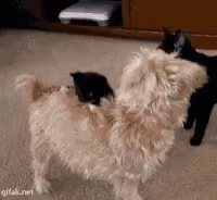 two cats are playing with each other while one plays with the same cat