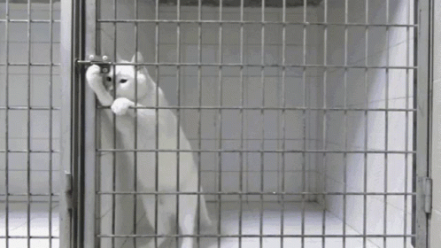 a black and white po shows a  cell door with a cat in it