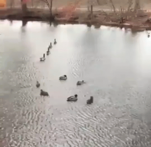a number of ducks in a body of water