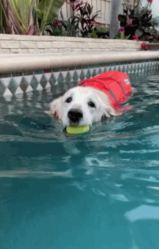 dog with floating frisbee in pond near home