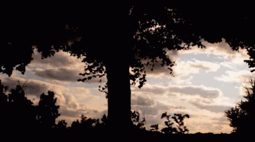 silhouette of trees against an darkening blue sky