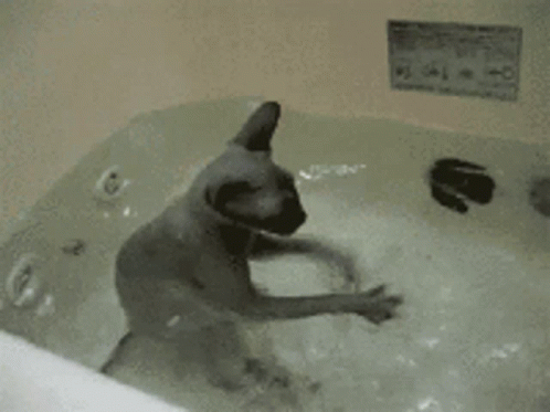 a dog playing in a bath tub full of water