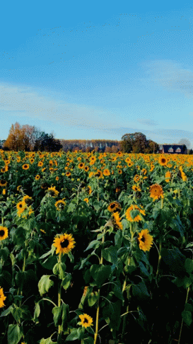 the view of a sunflower field is very vint