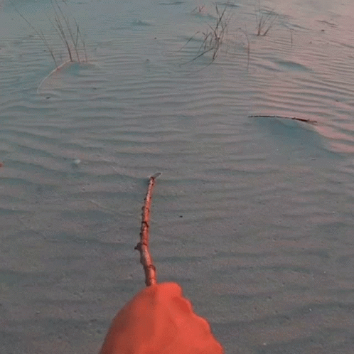 a hose in the sand in shallow water
