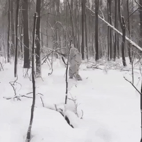 man snowboarding through snowy woods, in winter