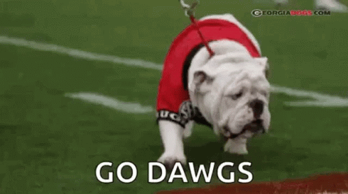 a bull dog wearing blue clothing with the caption go dawgs