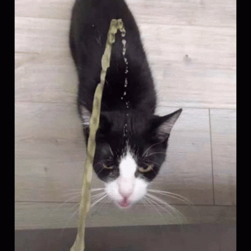 a cat playing with a string on a wall