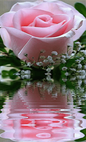 a rose is surrounded by some water
