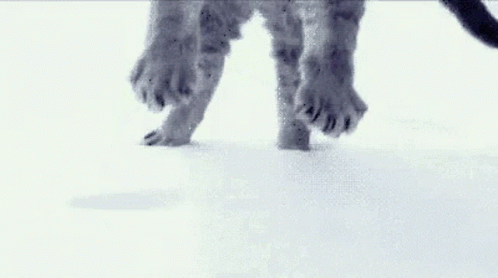 a dog walking on white carpet with its paw resting on a bone