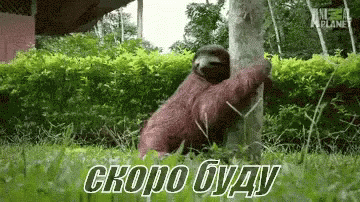 a sloth hanging upside down on a tree
