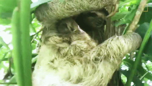a very cute sloth holding on to some leaves