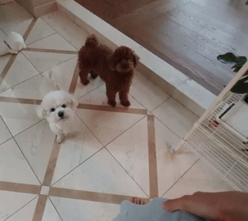 a pair of puppies walking across a kitchen floor