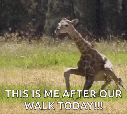 a giraffe stands on its back legs and paws