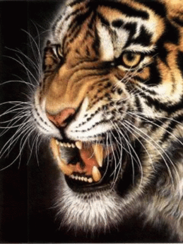 a tiger with its mouth open and his teeth showing