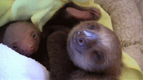 two baby animals wrapped in blankets with the tops of their heads looking into the distance