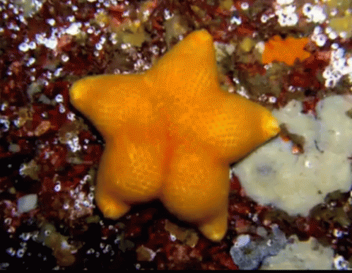 a blue star sitting on top of seaweed