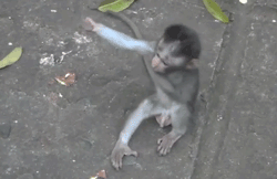 a monkey scratching the corner of a concrete walkway