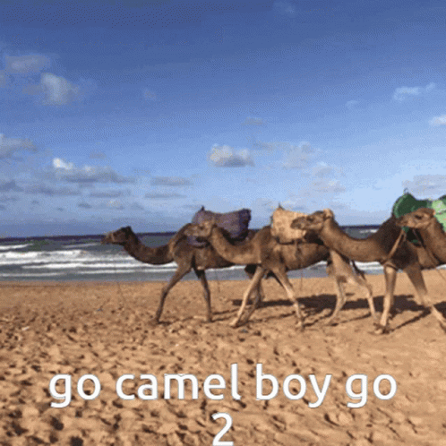 three camels with bags are walking on the beach